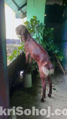 ছাগল